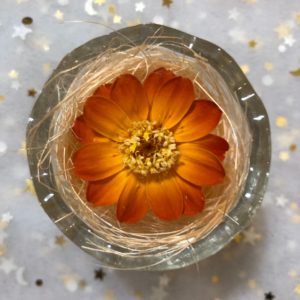 日本大地農園.新款漸變色百日菊.單朵價格