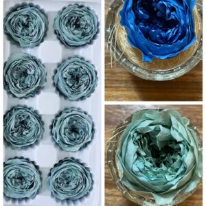 新色奧斯汀，3-4/4-5公分 (灰、霧藍、白)，單朵價