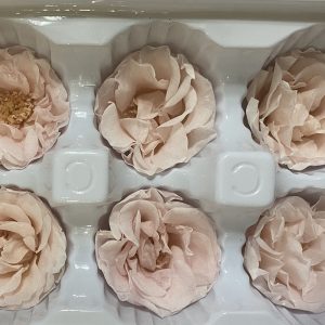 永生花花材，薔薇4-5公分，單朵價