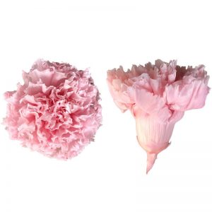 永生花花材，母親節康乃馨4-5CM，單朵價格