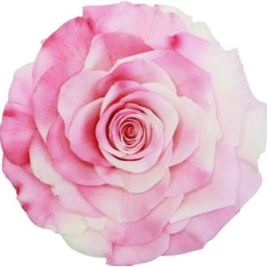 永生花花材，巨型10公分漸變玫瑰，單朵價