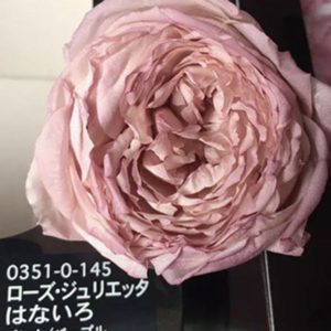 進口永生花紋唇花瓣，03510玫瑰花乾花，八音盒玻璃罩工藝品DIY材料包，一朵價
