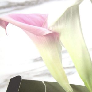 進口永生花花材，馬蹄蓮，海芋永生花，單朵價