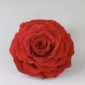 永生花花材，多色巨型玫瑰 9-10公分，單朵價格，共24色