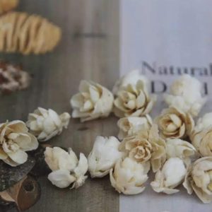 日本大地農園 ，迷你小松果，尺寸1-1.5公分，一份5個