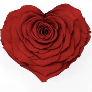 永生花花材，日本進口RoseAmor愛心玫瑰，巨型玫瑰10-12公分，單朵價格