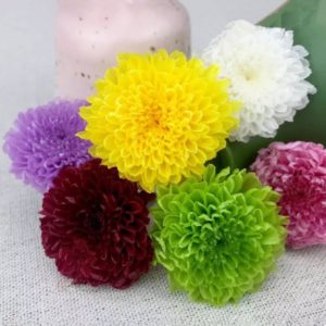 日本大地農園進口永生小菊花，尺寸約2-3公分，單朵價