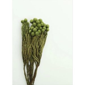 永生花花材 ，珊瑚果 ，長度約30公分，小份一支（果實多寡隨機出貨)