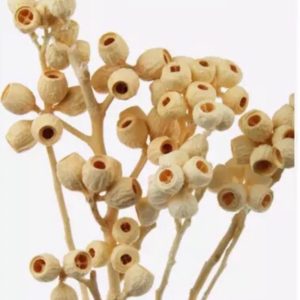 永生花花材，永生尤加利果，一份如圖約7顆，散果一份10顆