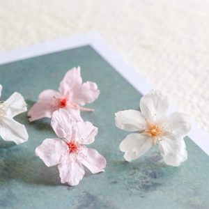 日本進口，prehana永生櫻花，花徑2.5-3.5*高約1.5公分，單朵價