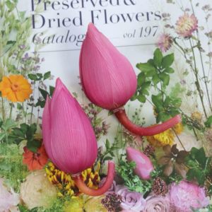 日本進口大地農園荷花大中小號，單支價