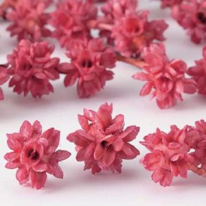 日本進口永生花花材24710，蝴蝶果DIY材料，一份三顆