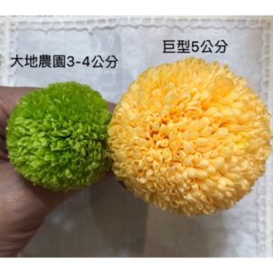 巨型永生乒乓菊，尺寸5公分，單朵價格
