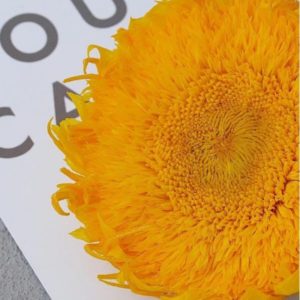 永生花花材，巨型永生向日葵，8-10公分，單朵價