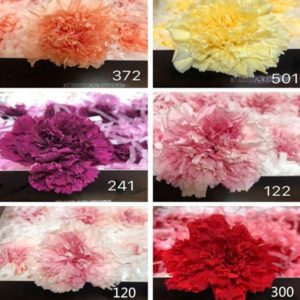 日本大地農園，大號康乃馨，尺寸4-6公分，單朵價