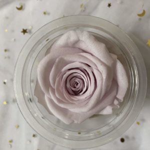 淺香芋紫，4-5/5-6公分，單朵價格