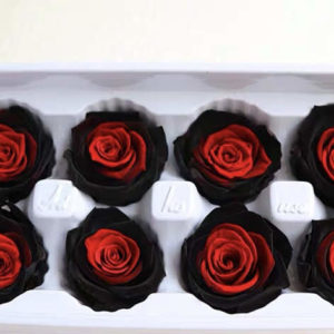 雙色～黑邊紅心4-5公分永生花玫瑰，單朵價格