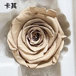 永生花玫瑰，卡其色，4-5公分/5-6單朵價