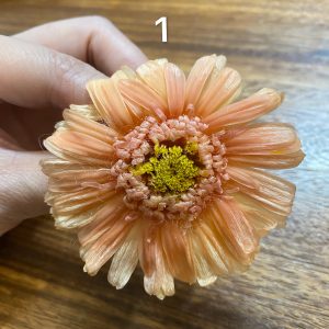 日本大地農園，永生漸變非洲菊，尺寸5-7公分，單朵